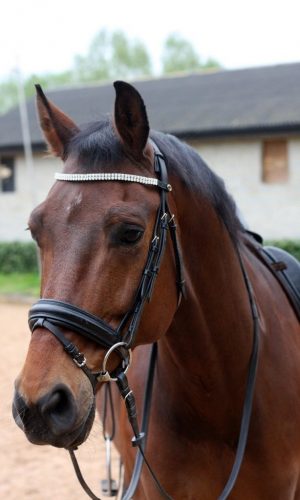 dressage-4189281_1280