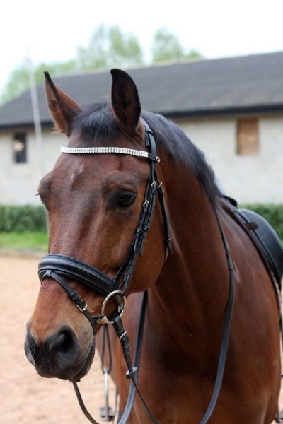 dressage-4189281_1280